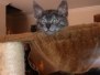 Remington Savannah F-7B Smoke spotted male DOB 2-11-20