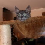 Remington, Savannah, Smoke, male DOB 2-11-20