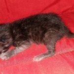 Savannah, Smoke, male DOB 2-11-20