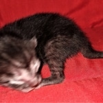 Savannah, Smoke, male DOB 2-11-20