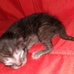 Savannah, Smoke, male DOB 2-11-20