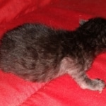 Savannah, Smoke, male DOB 2-11-20