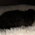 Savannah, Smoke, male DOB 2-11-20