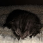 Savannah, Smoke, male DOB 2-11-20