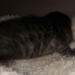 Savannah, Smoke, male DOB 2-11-20