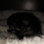 Savannah, Smoke, male DOB 2-11-20