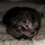 Savannah, Smoke, male DOB 2-11-20