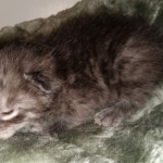 Savannah, Smoke, male DOB 2-11-20