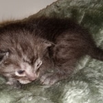 Savannah, Smoke, male DOB 2-11-20