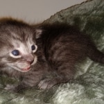 Savannah, Smoke, male DOB 2-11-20