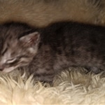 Savannah, Smoke, male DOB 2-11-20