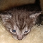 Savannah, Smoke, male DOB 2-11-20