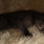 Savannah, Smoke, male DOB 2-11-20