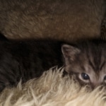 Savannah, Smoke, male DOB 2-11-20