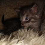 Savannah, Smoke, male DOB 2-11-20