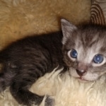 Savannah, Smoke, male DOB 2-11-20