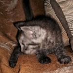 Savannah, Smoke, male DOB 2-11-20