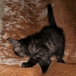 Savannah, Smoke, male DOB 2-11-20