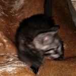 Savannah, Smoke, male DOB 2-11-20