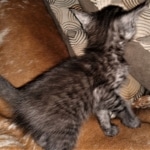 Savannah, Smoke, male DOB 2-11-20