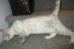 Sophie, Savannah, F-7B, Snow, Female #1 DOB 6-8-17