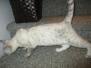Sophie, Savannah, F-7B, Snow, Female #1 DOB 6-8-17