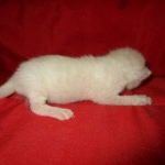 Savannah, F-7B, Snow, female, DOB 6-8-17