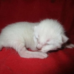 Savannah, F-7B, Snow, female, DOB 6-8-17