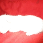 Savannah, F-7B, Snow, female, DOB 6-8-17