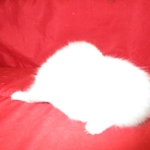 Savannah, F-7B, Snow, female, DOB 6-8-17