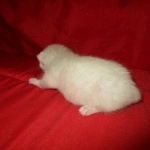 Savannah, F-7B, Snow, female, DOB 6-8-17