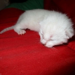 Savannah, F-7B, Snow, female, DOB 6-8-17