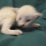 Savannah, F-7B, Snow, female, DOB 6-8-17