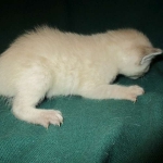 Savannah, F-7B, Snow, female, DOB 6-8-17