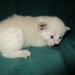 Savannah, F-7B, Snow, female, DOB 6-8-17