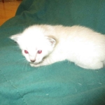 Savannah, F-7B, Snow, female, DOB 6-8-17