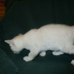 Savannah, F-7B, Snow, female, DOB 6-8-17