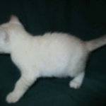 Savannah, F-7B, Snow, female, DOB 6-8-17