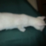 Savannah, F-7B, Snow, female, DOB 6-8-17