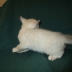 Savannah, F-7B, Snow, female, DOB 6-8-17