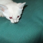 Savannah, F-7B, Snow, female, DOB 6-8-17