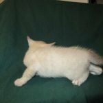 Savannah, F-7B, Snow, female, DOB 6-8-17