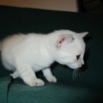 Savannah, F-7B, Snow, female, DOB 6-8-17