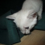 Savannah, F-7B, Snow, female, DOB 6-8-17