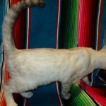 Savannah, F-7B, Snow, female, DOB 6-8-17