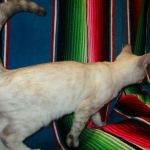 Savannah, F-7B, Snow, female, DOB 6-8-17