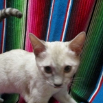 Savannah, F-7B, Snow, female, DOB 6-8-17