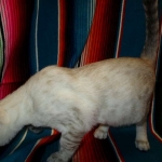 Savannah, F-7B, Snow, female, DOB 6-8-17