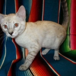 Savannah, F-7B, Snow, female, DOB 6-8-17