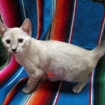 Savannah, F-7B, Snow, female, DOB 6-8-17